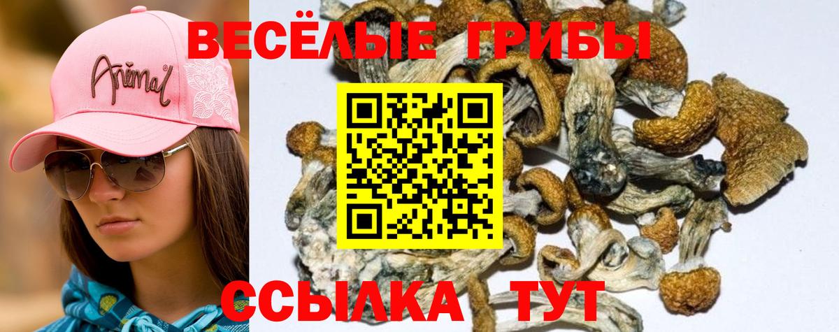 Псилоцибиновые грибы Psilocybine cubensis Орехово-Зуево